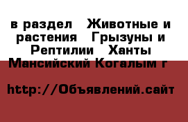  в раздел : Животные и растения » Грызуны и Рептилии . Ханты-Мансийский,Когалым г.